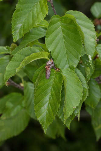 Betula lenta #2